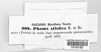 Diaporthe stictica image